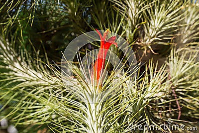 Air plant with red flower, Tillandsia funckiana, on tree Stock Photo