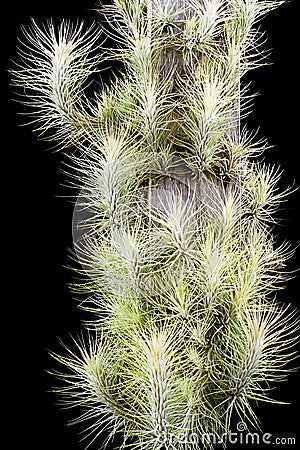 Air plant, Tillandsia funckiana, on black background Stock Photo