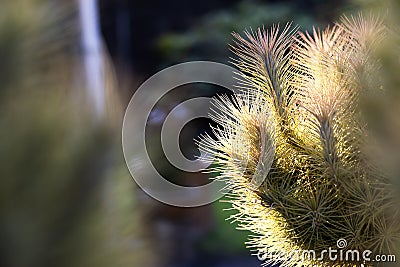 Air plant Tillandsia funckiana outdoors in the garden,selective focus Stock Photo