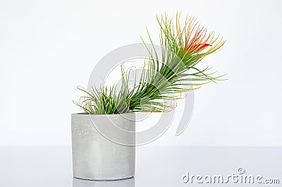 Air plant - Tillandsia funckiana with red color flower Stock Photo