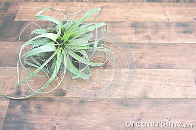 Air plant Tillandsia Stock Photo