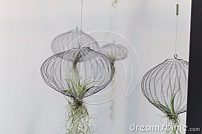 Air Plants in a net Stock Photo