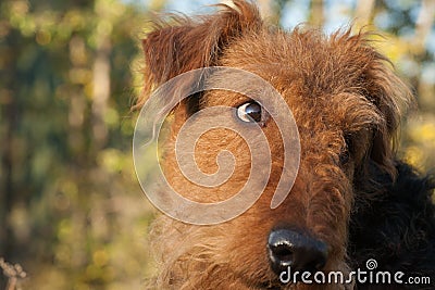 Airedale - Cute Facial Expression Stock Photo