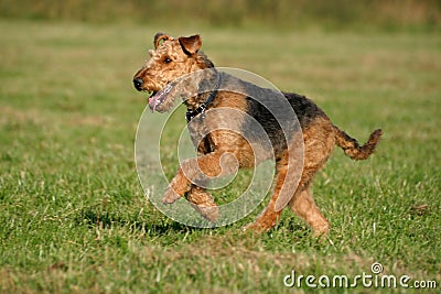 Airedale terrier Stock Photo