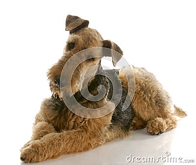 Airedale terrier Stock Photo