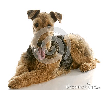 Airedale terrier Stock Photo