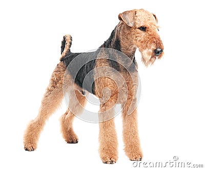 Airedale Terrier dog isolated Stock Photo