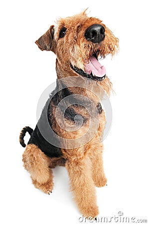 Airedale Terrier dog isolated Stock Photo