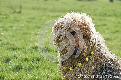 Airedale terrier portrait, Dog, sat in a green grassy field, Stock Photo