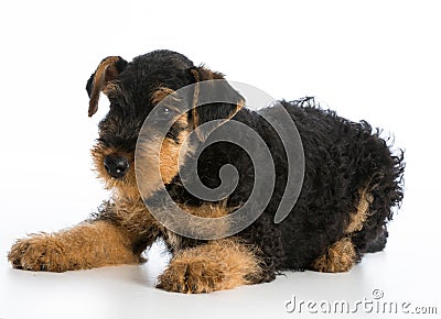 Airedale terrier puppy Stock Photo