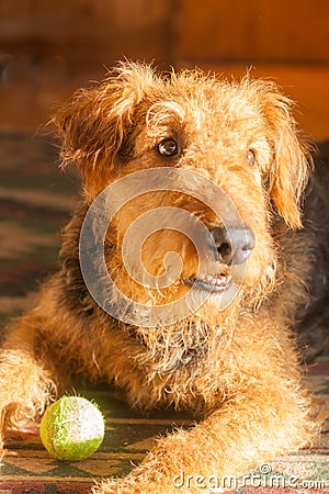Airedale Terrier - It`s My Ball Stock Photo