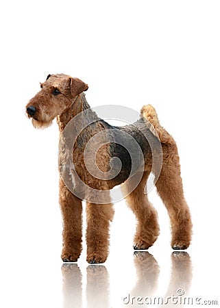 Airedale Terrier stand isolated on white background Stock Photo