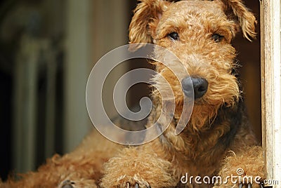 Airedale Terrier teddy bear pet dog ~ king of the terriers Stock Photo