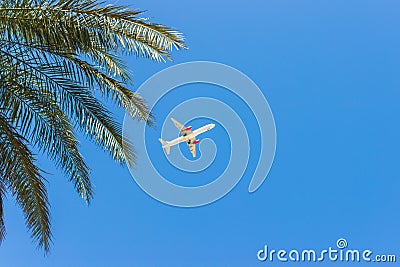 Airplane flying over tropical palm trees. clear blue sky vacation time Stock Photo