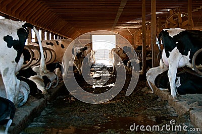 Manure fulled aisle in a dairy barn. Stock Photo