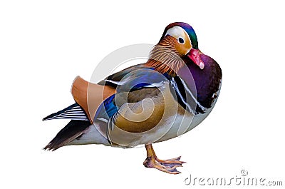 Aix galericulata Mandarin duck beautiful color Stock Photo