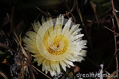 Spring Bloom Series - White with Yellow Ice Plant - Aizoaceae Stock Photo