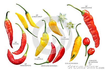 Aji peppers C. baccatum set, paths Stock Photo