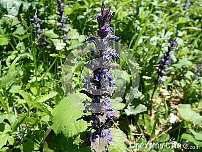 Ajuga reptans, bugle - flower, Stock Photo