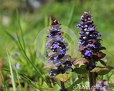 Ajuga reptans (Bugle) Stock Photo