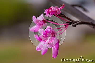 Aka approaches the Judas redbud tree. Stock Photo