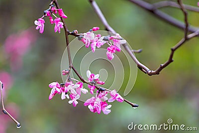 Aka approaches the Judas redbud tree. Stock Photo