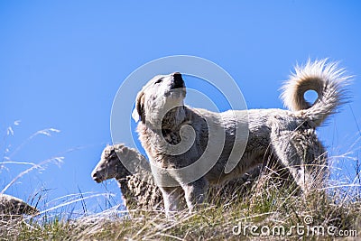 Akbash dog guarding a sheep herd Stock Photo