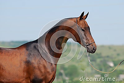 Akhal-teke horse Stock Photo