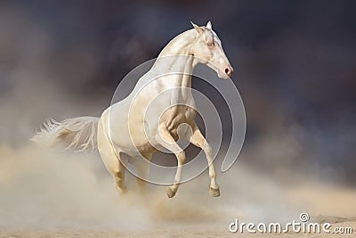 Akhal-teke horse in desert Stock Photo