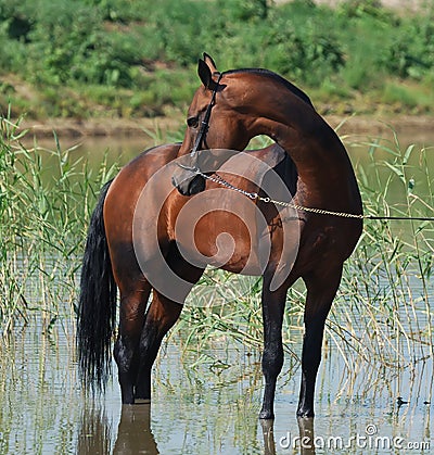 Akhal-teke horse in water Stock Photo