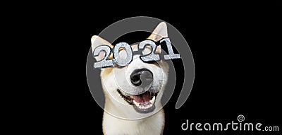 Akita dog celebrating happy new year with 2021 text glasses costume. Isolated on black background Stock Photo