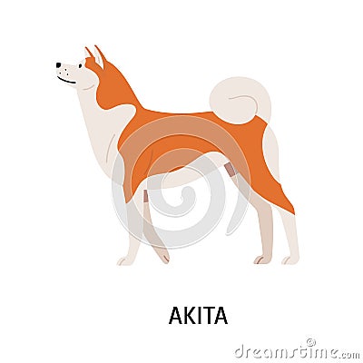 Akita Inu. Cute purebred Japanese companion dog with fluffy coat isolated on white background. Funny lovely domestic Vector Illustration