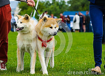 Akita Inu dog on green grass Stock Photo