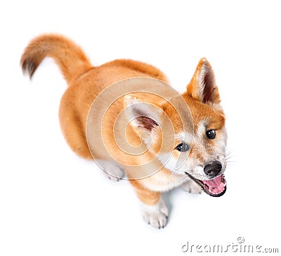 Akita Inu purebred puppy dog. Shiba inu Stock Photo