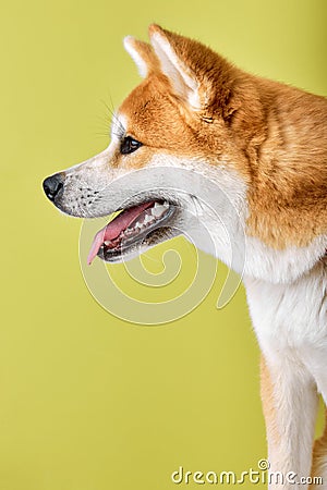 Akita Inu sitting and looking away, cute young dog, isolated on green background Stock Photo