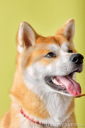 Akita Inu sitting and looking away, 2 years old, isolated on green background Stock Photo