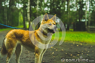 Akita Inu on a walk with the owner Stock Photo