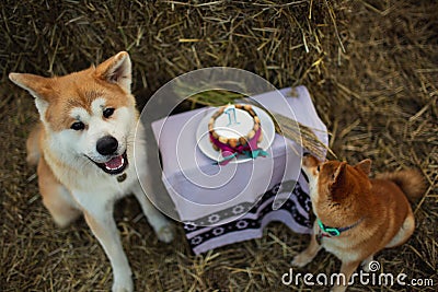 Akita and Shiba eat cake. Stock Photo