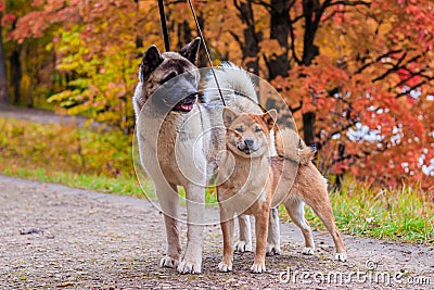 Akita and Shiba for a walk in the park. Two dogs for a walk. Autumn Stock Photo