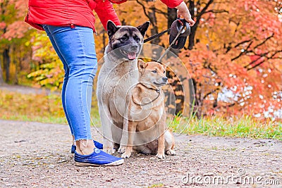 Akita and Shiba for a walk in the park. Two dogs for a walk. Autumn Park Stock Photo