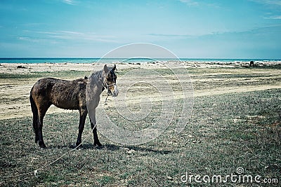 Seascape of the caspian sea with horses of the steppe Stock Photo