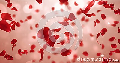Aktivitetflyg romantiska ljusröda Rose Flower Petals Background Loop 4k Aktivitetflyg romantiska ljusröda Rose Flower Petals Background Loop 4k