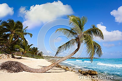 Akumal coconut palm tree beach Riviera Maya Stock Photo