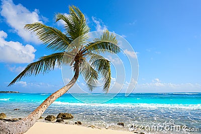 Akumal coconut palm tree beach Riviera Maya Stock Photo