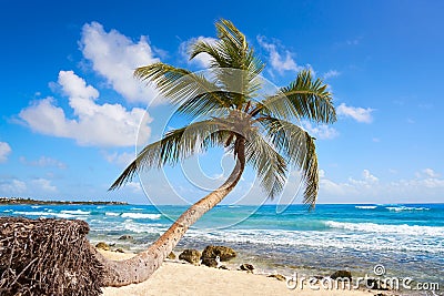 Akumal coconut palm tree beach Riviera Maya Stock Photo
