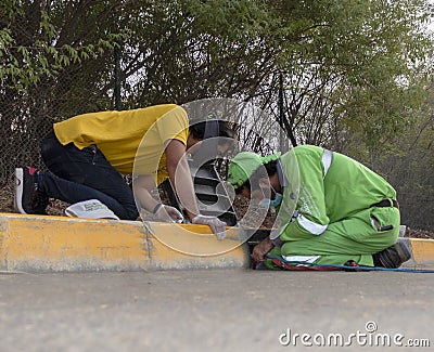 Al Ain, United Arab Emirates 07/09/2020 : Kitten rescue in Al Ain Editorial Stock Photo