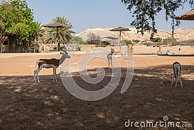 Zoo in Al Ain, United Arab Emirates. Antelope Stock Photo
