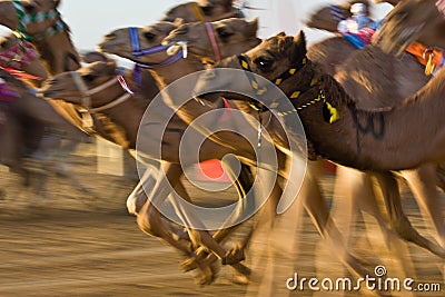 Al Marmoum Camel Racetrack, Dubai Stock Photo