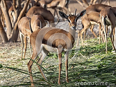 In Al Saleel National Park, there is a large herd, Arabian gazelle, Gazella arabica. Oman Stock Photo