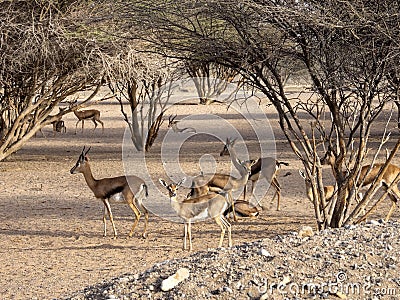 In Al Saleel National Park, there is a large herd, Arabian gazelle, Gazella arabica. Oman Stock Photo